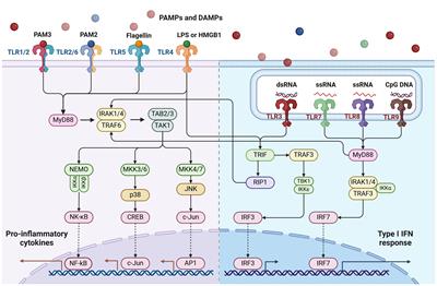 Toll-like receptors in breast cancer immunity and immunotherapy